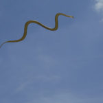 flying snake images