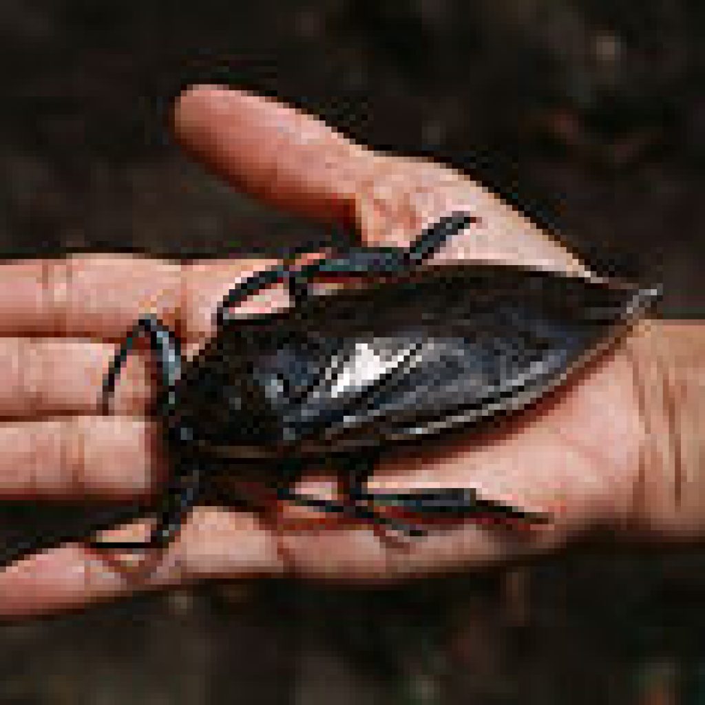 True Bugs Caustic Soda