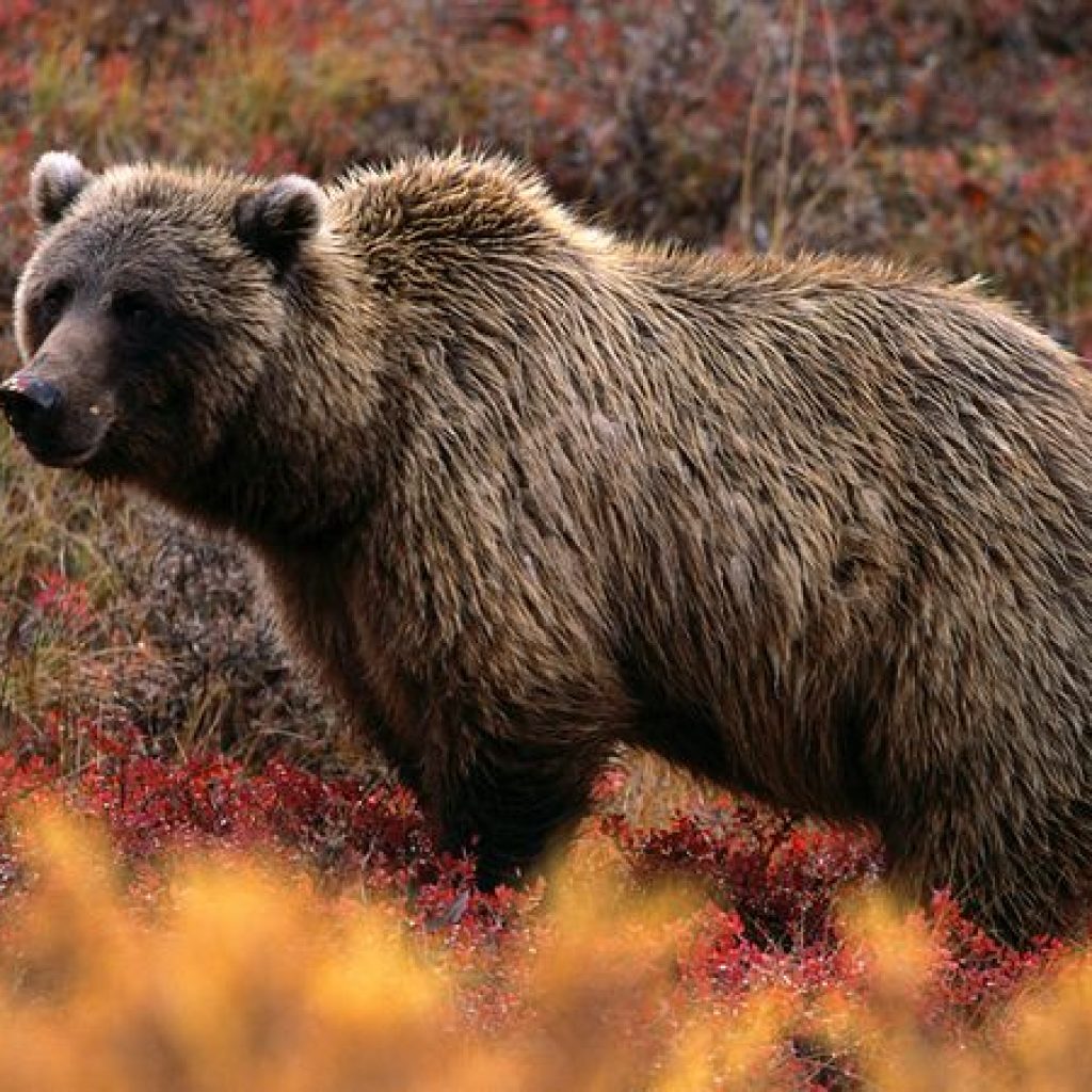 Grizzly Bear Two Weeks Mp3 Download