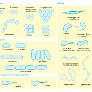 Bacteria - Caustic Soda