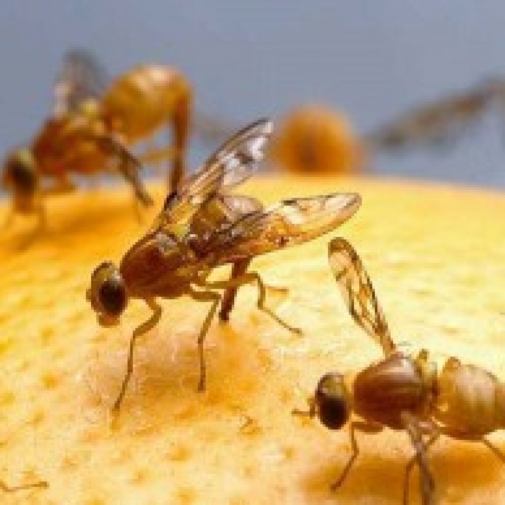 Mafs Insect Flies 'n' Maggots - Caustic Soda