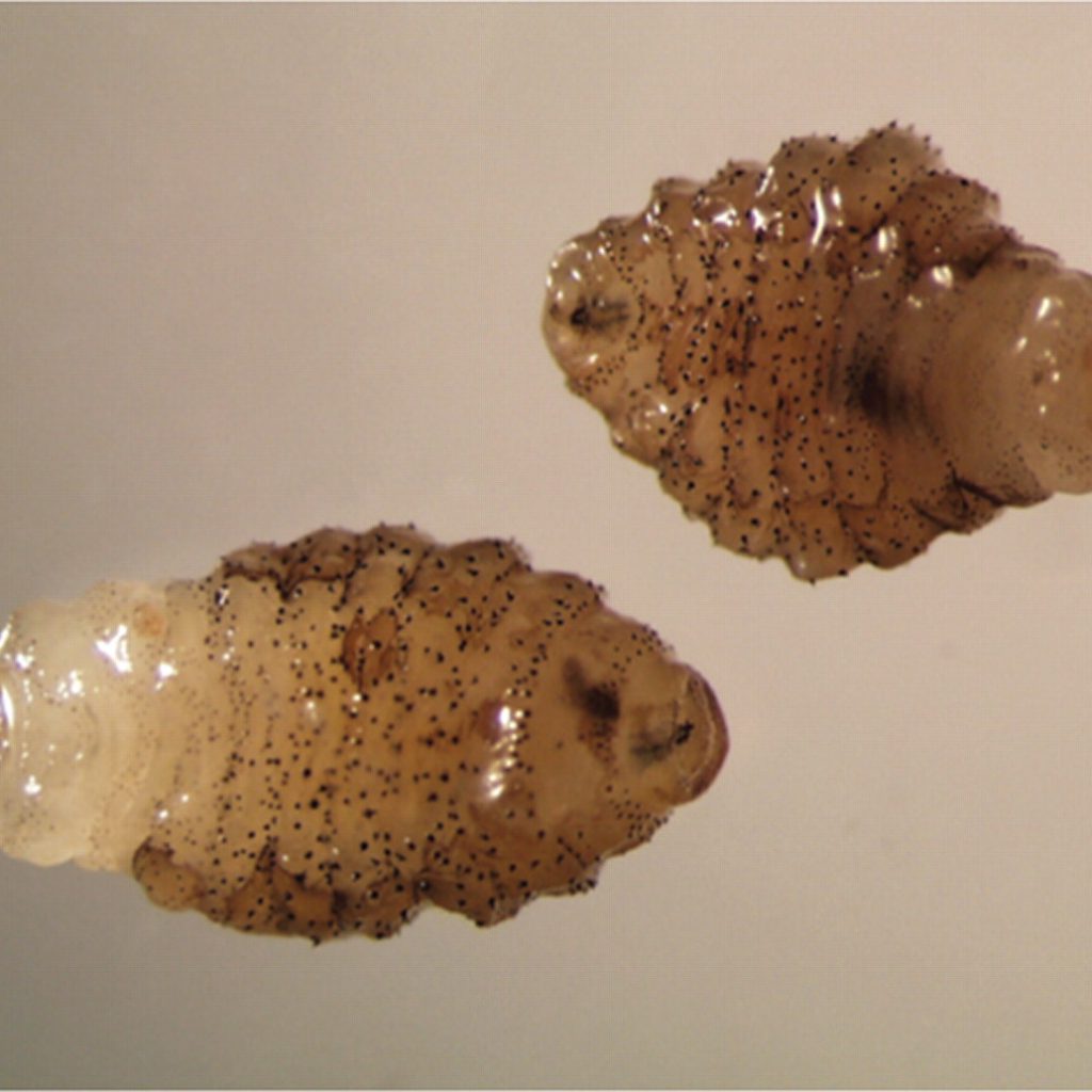 Insect Maws Flies 'n' Maggots - Caustic Soda