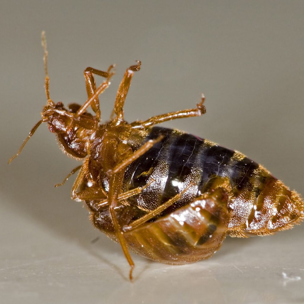 Bed Bugs Caustic Soda
