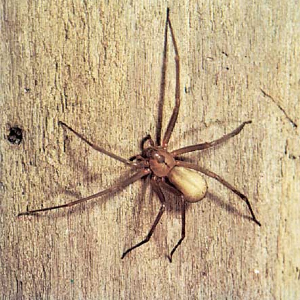 Домашний паук с белым брюхом