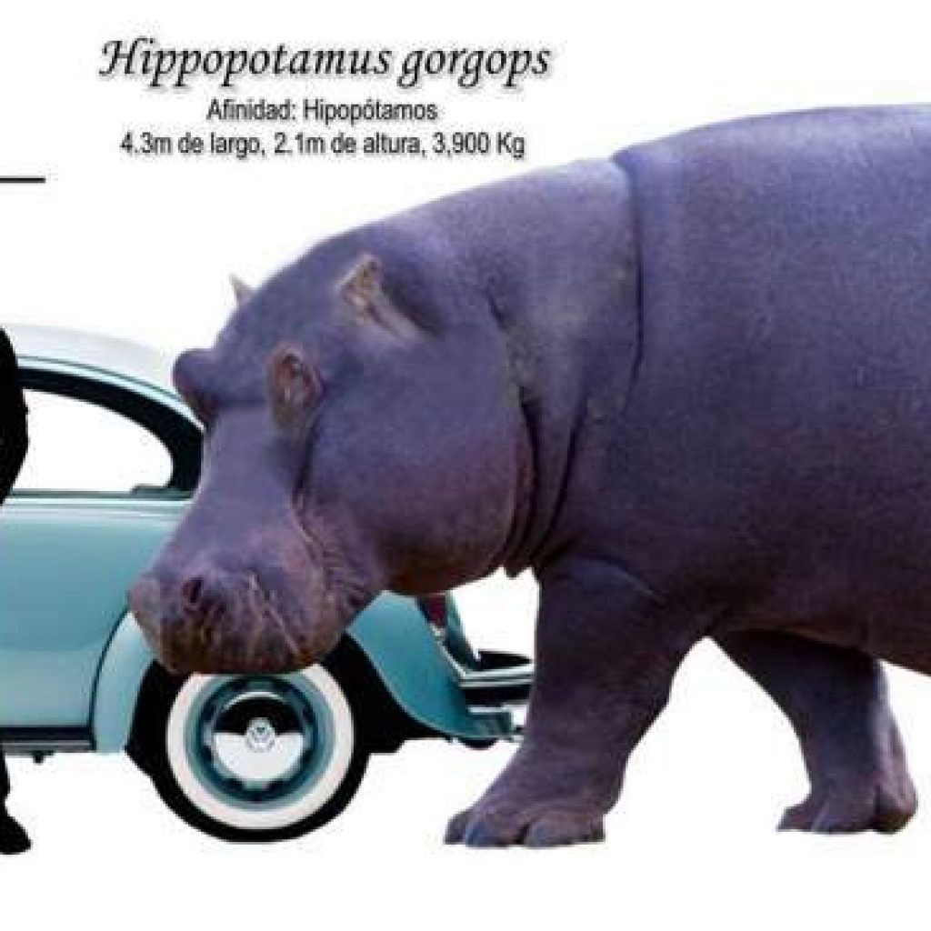 Hippopotamus gorgops